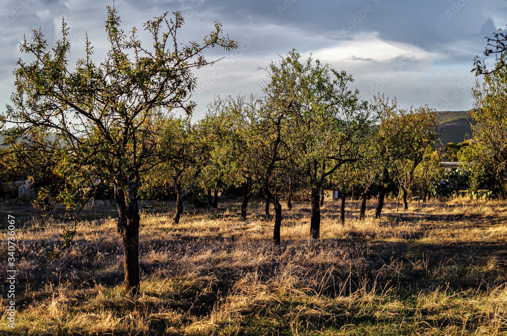 Almond trees photographed in the Sardinia countryside