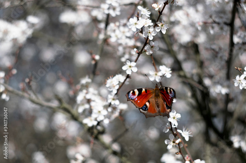 Motyl wsród kwitnących kwiatów. Rusałka pawik, Aglais io. photo