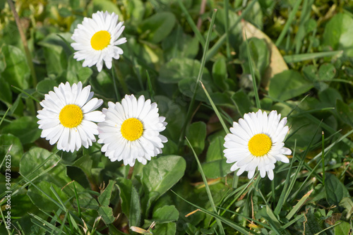 White flowers of daisy in a garden during spring