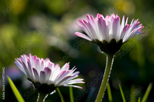 Stokrotka pospolita  bellis perennis