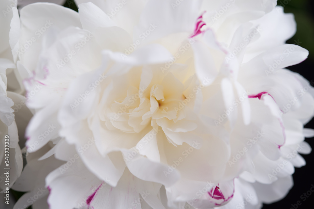 Fototapeta premium Closeup of White Peonies Against Black Background