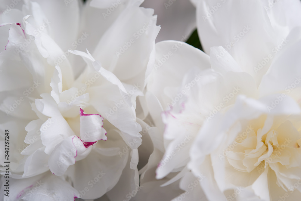 Closeup of White Peonies Against Black Background Closeup of White Peonies Against Black Background