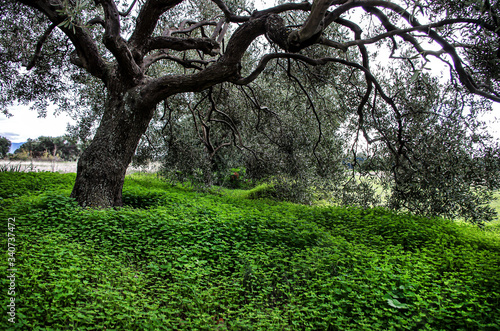 Olive trees photographed in the Sardinia countryside