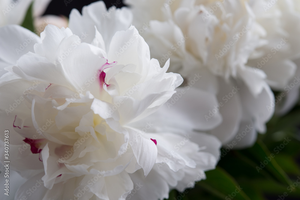 Closeup of White Peonies Against Black Background Closeup of White Peonies Against Black Background