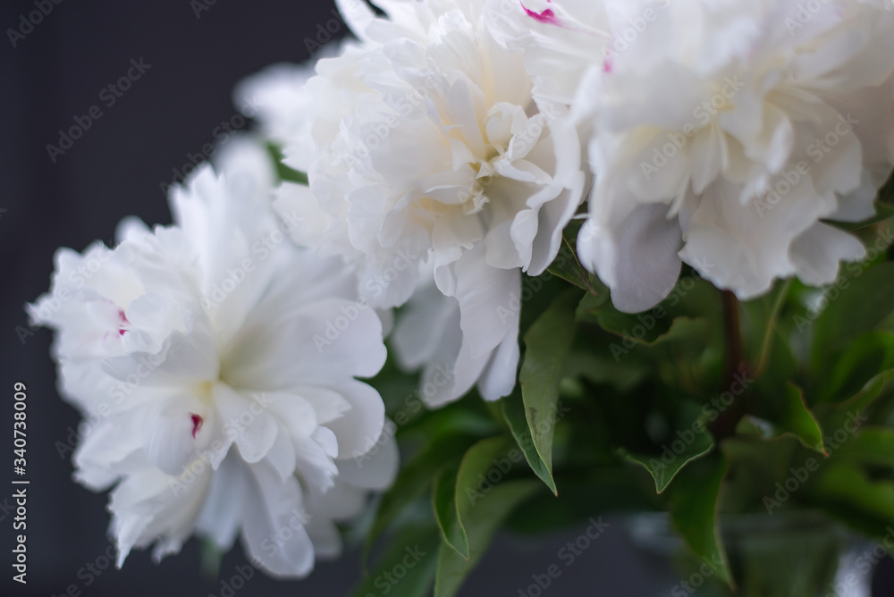 Closeup of White Peonies Against Black Background Closeup of White Peonies Against Black Background