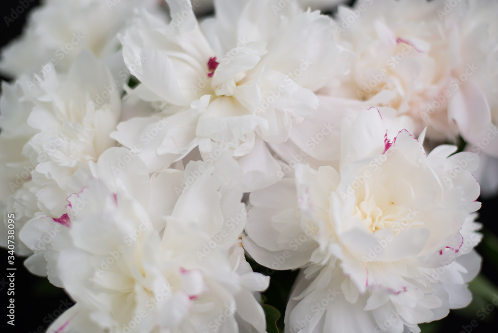 Closeup of White Peonies Against Black Background Closeup of White Peonies Against Black Background