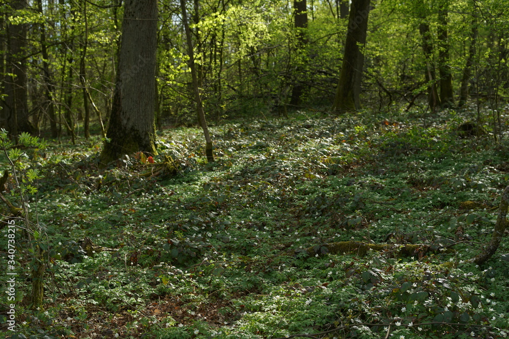 Buchen Eichen Laub Misch Wald im Frühling