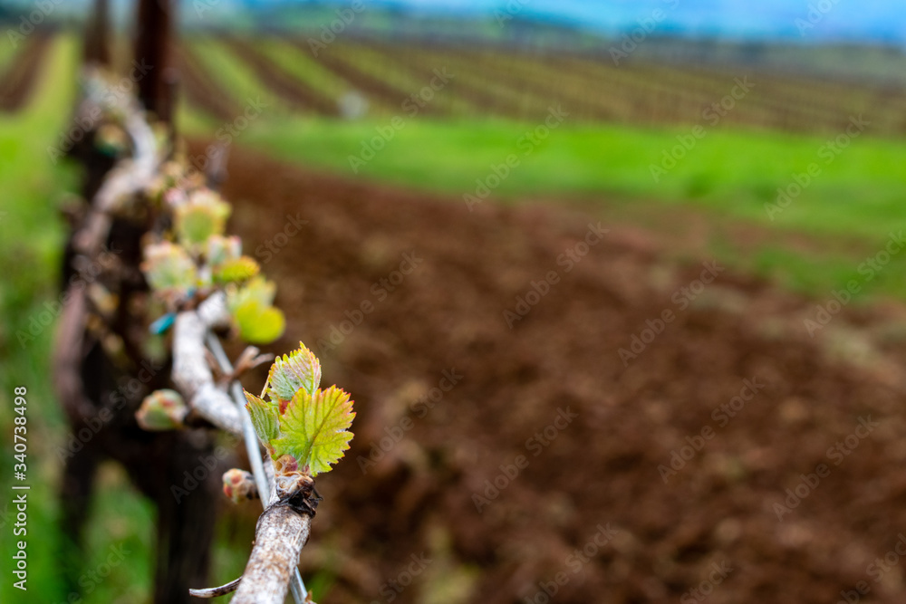In the foreground a closeup of new leaves on a grapevine, a soft focus background of tilled soil, vineyard rows and green grass in an Oregon vineyard. In the foreground a closeup of new leaves on a grapevine, a soft focus background of tilled soil, vineyard rows and green grass in an Oregon vineyard.