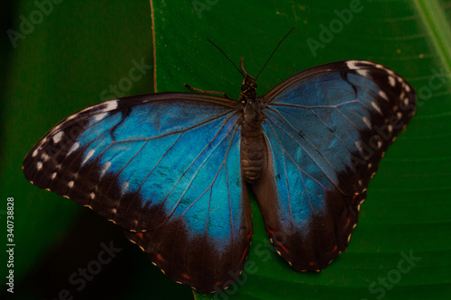  Blue butterfly on green plant