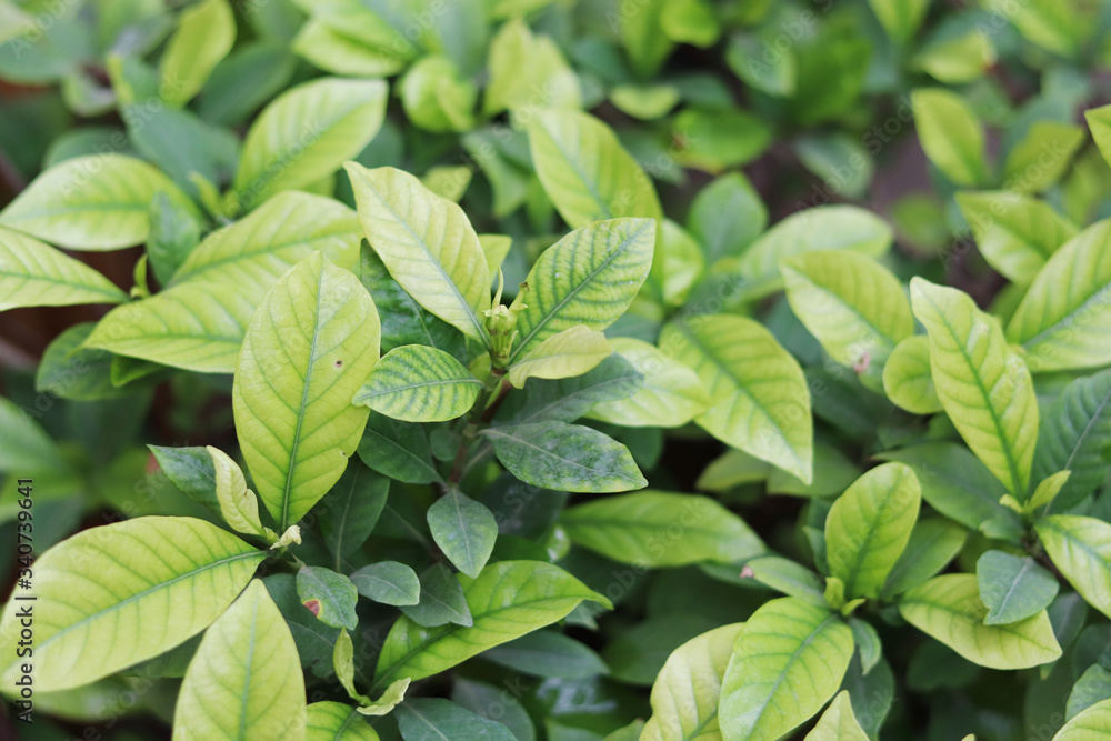 green background of living plants green background of living plants