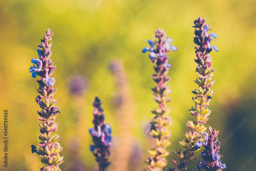 Purple blue Salvia, salvia farinacea in sunset lighting, flowers blooming in the garden. Violet sage flowers. Background of blur field. Blurred soft focus. Purple blue Salvia, salvia farinacea in sunset lighting, flowers blooming in the garden. Violet sage flowers. Background of blur field. Blurred soft focus.