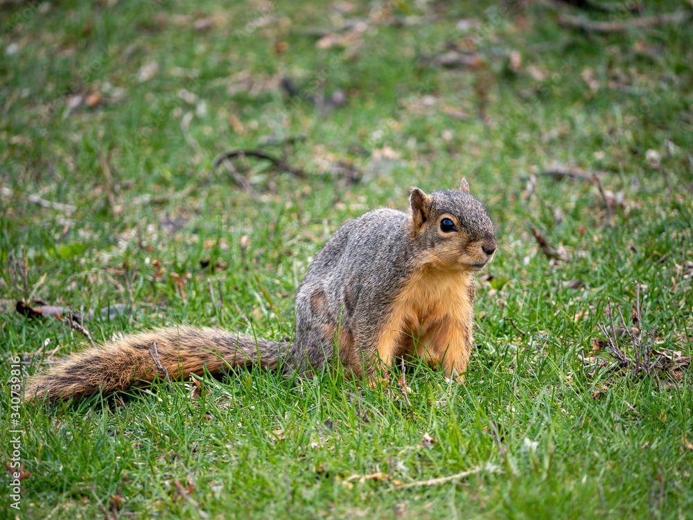 squirrel in the park squirrel in the park