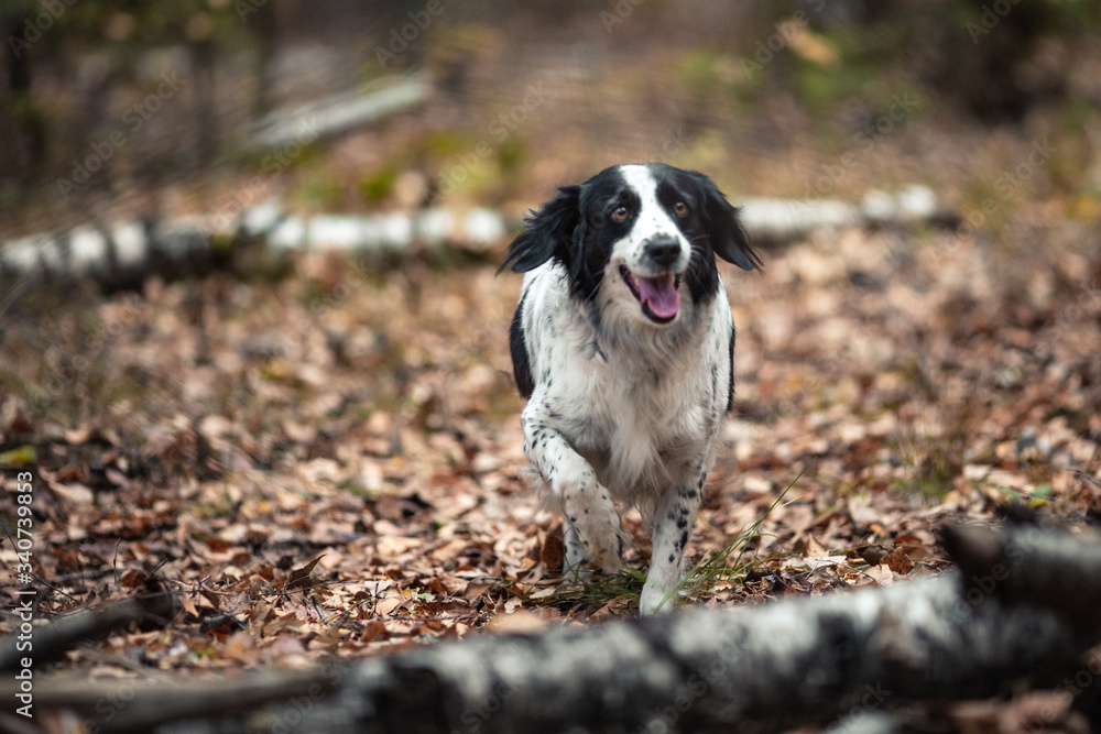 Dog breed Russian Spaniel runs in the autumn forest along the autumn leaves Dog breed Russian Spaniel runs in the autumn forest along the autumn leaves