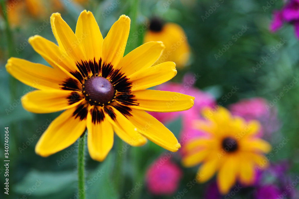 Obraz premium yellow flower in the garden