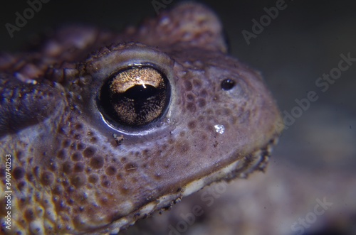 extreme frog closeup