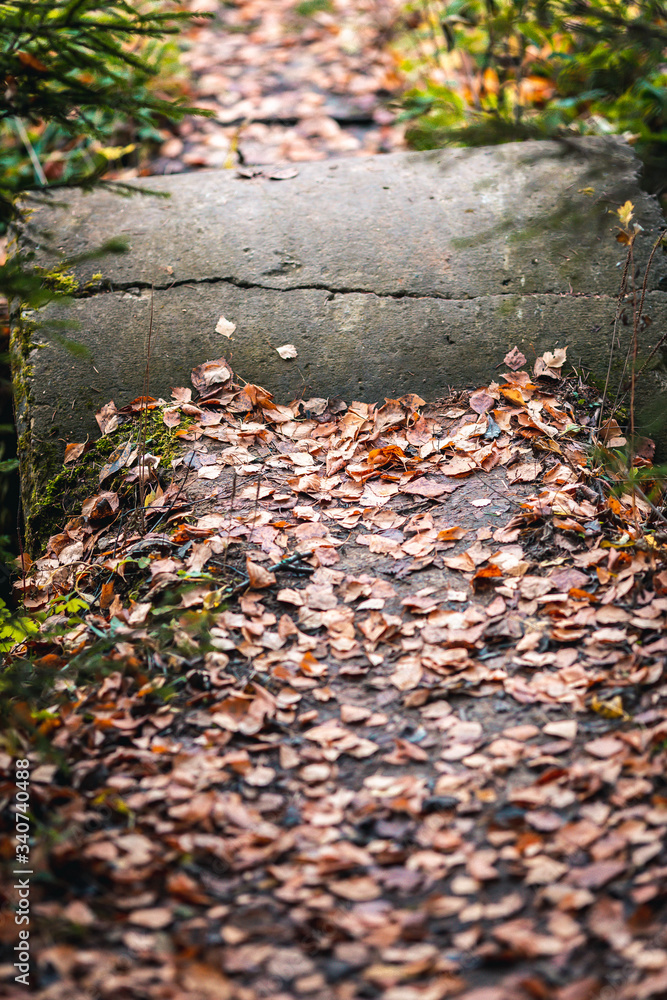 Autumn forest footpath with fallen leaves. Autumn forest footpath with fallen leaves.