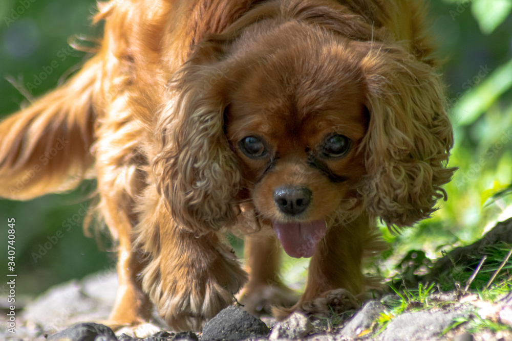 cavalier king charles spaniel