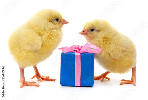 Valokuvatapetti Chickens and gift.
