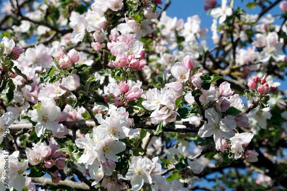 Apfelblüte Apfelblüte
