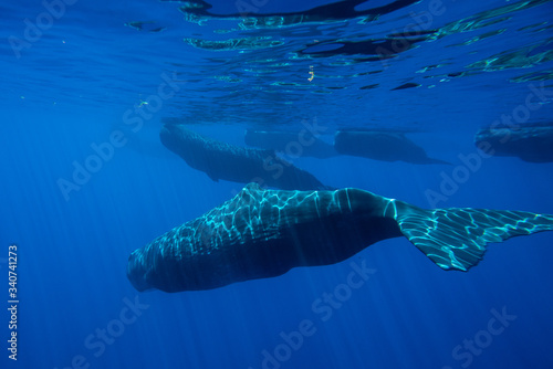 Underwater shot of a family of sperm whales. Mauritius