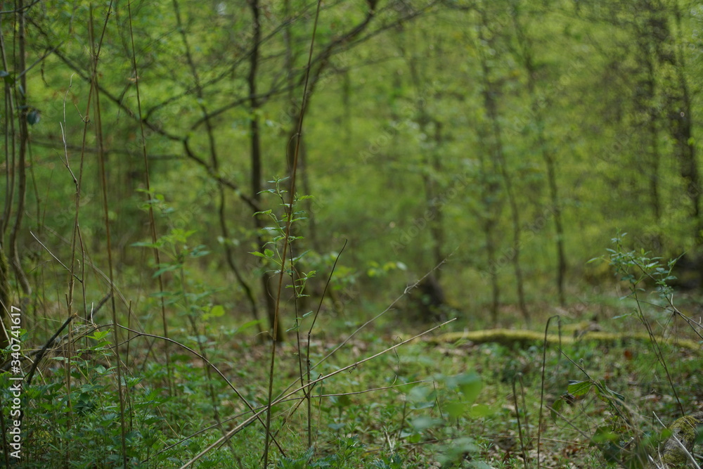 Junge Pflanzen in einem Buchen Eichen Laub Misch Wald im Frühling Junge Pflanzen in einem Buchen Eichen Laub Misch Wald im Frühling