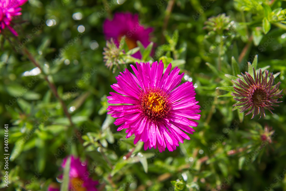 Aster (daisy) flower blooming in a garden Aster (daisy) flower blooming in a garden