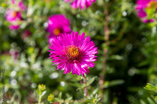 Aster (daisy) flower blooming in a garden