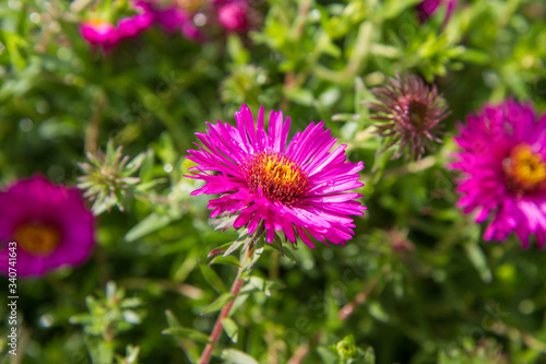 Aster  daisy  flower blooming in a  garden