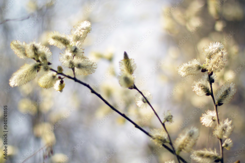 spring spring