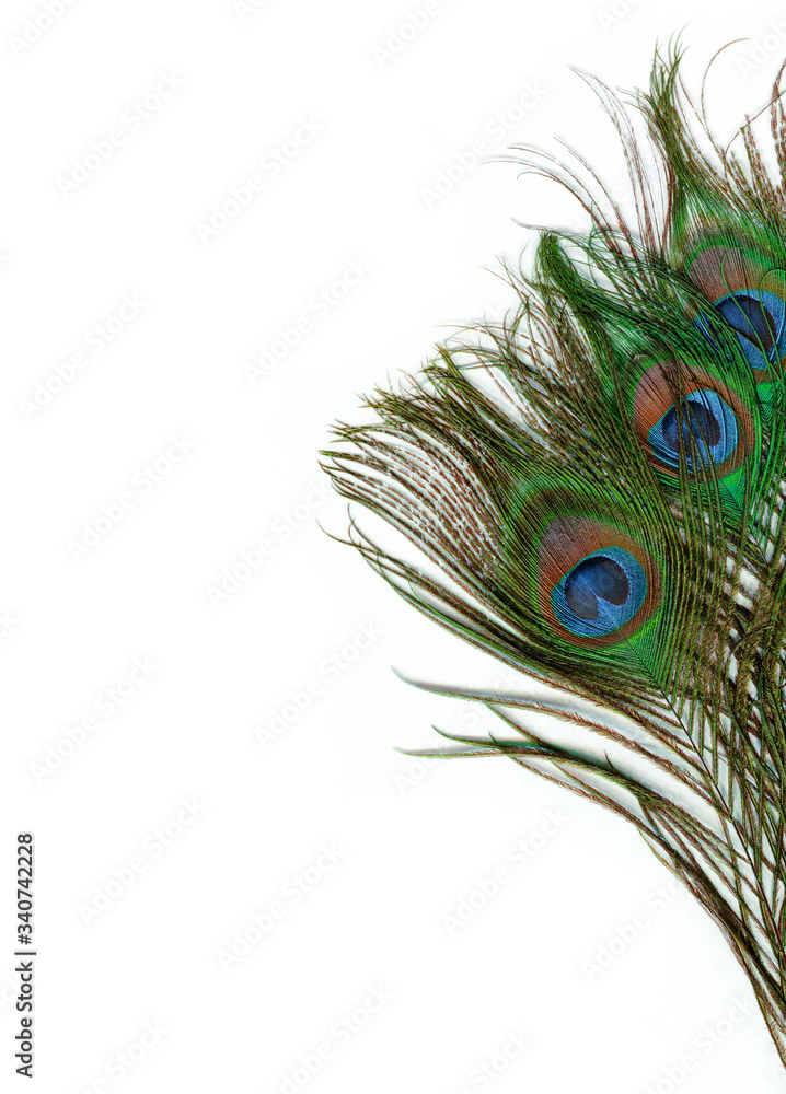 Naklejka premium Peacock feathers on a white background with place for text, vertical orientation.