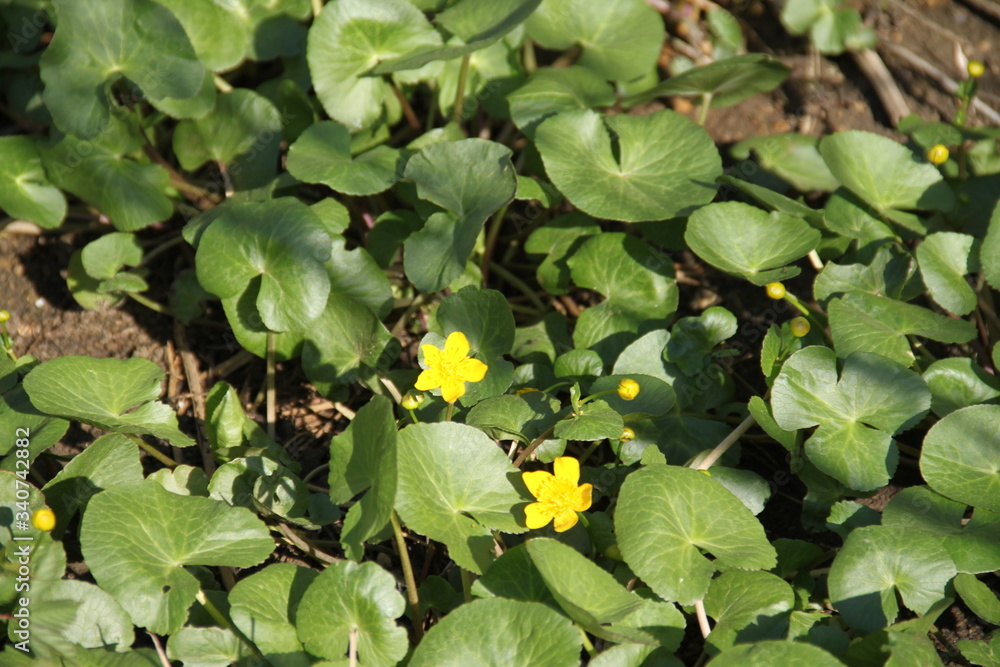 Obraz premium Marsh marigold kingcup yellow spring swamp flowers 