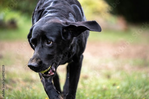 Dog playing with a tennis ball