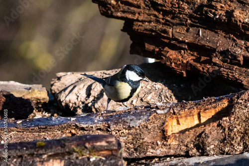 Cinciallegra che mangia nel bosco