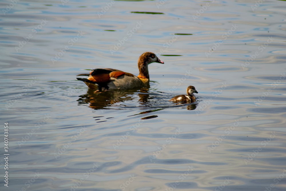 Ducklings Baby Birds Geese Spring Newborn Goose Duck Family Spring Ducklings Baby Birds Geese Spring Newborn Goose Duck Family Spring