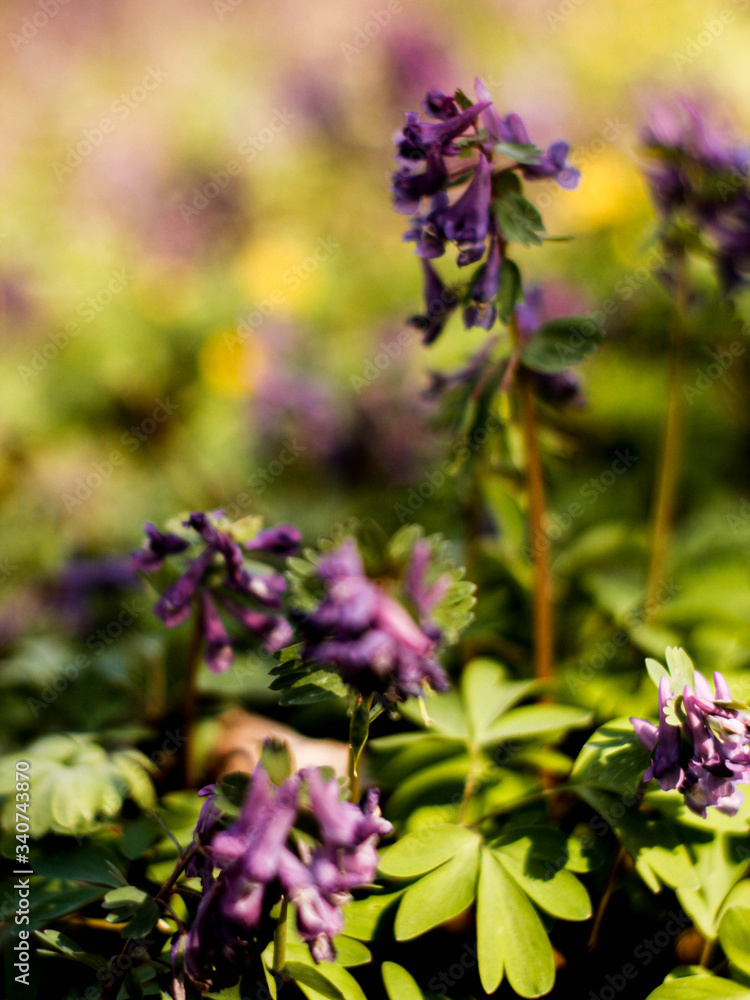 Fototapeta premium lavender flowers in the garden