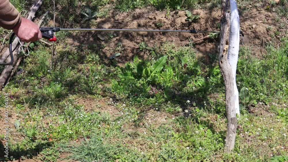 A worker do killing weeds by spraying in farm. Tank sprayer full of weed poison.
A worker do killing weeds by spraying in farm. Tank sprayer full of weed poison.