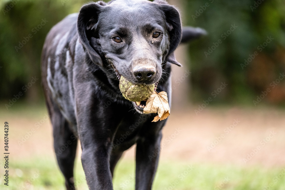 Dog playing with a tennis ball Dog playing with a tennis ball