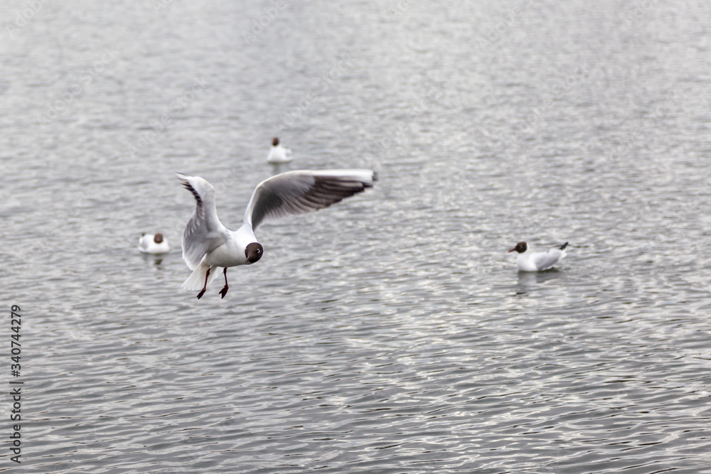 Black-headed gull in flight against background of the lake and floating birds