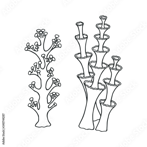  Fiendish Matches and Calyx Lichens. Vector stock illustration eps 10. hand drawing. out line