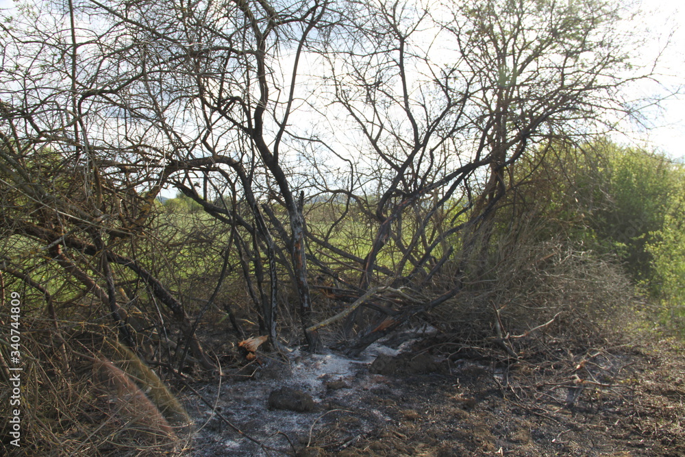 Obraz premium Bush forest fire ashes extinguished