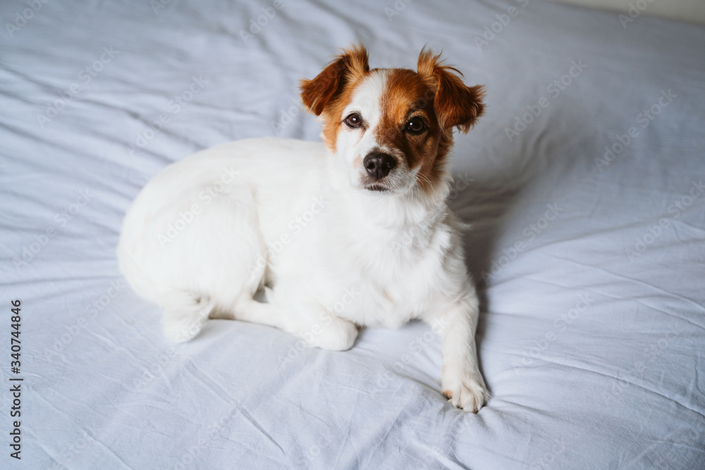 portrait of cute jack russell dog at home resting on bed.
