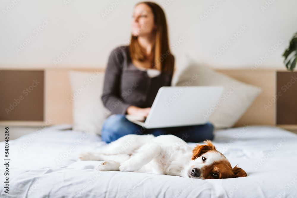 young woman working on laptop at home, cute small dog sleeping besides. Work from home concept young woman working on laptop at home, cute small dog sleeping besides. Work from home concept