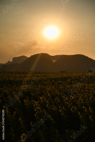 Silhouette of blooming sunflower field with mountain as a background and sunset light.