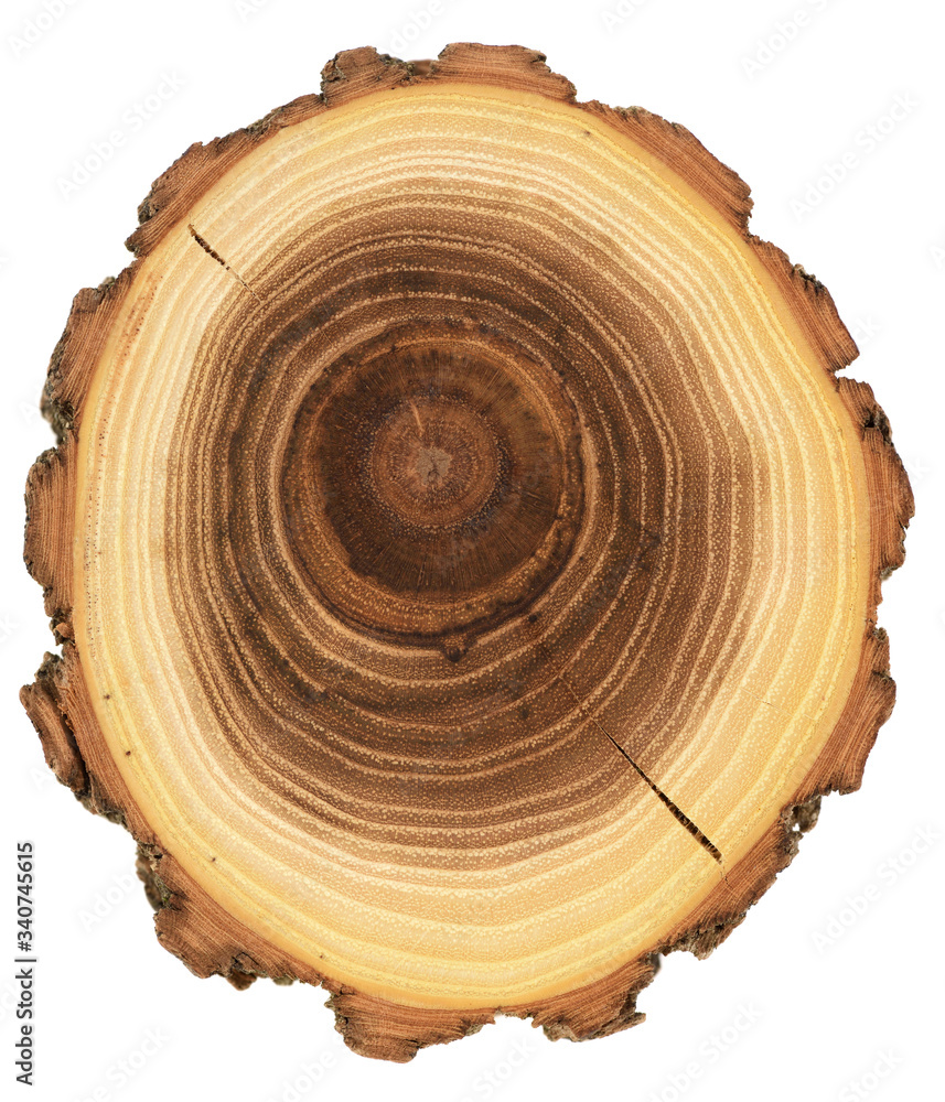 Wood slab unusual texture background. Acacia tree trunk slice with cracks, growth rings and bark isolated on white background Wood slab unusual texture background. Acacia tree trunk slice with cracks, growth rings and bark isolated on white background