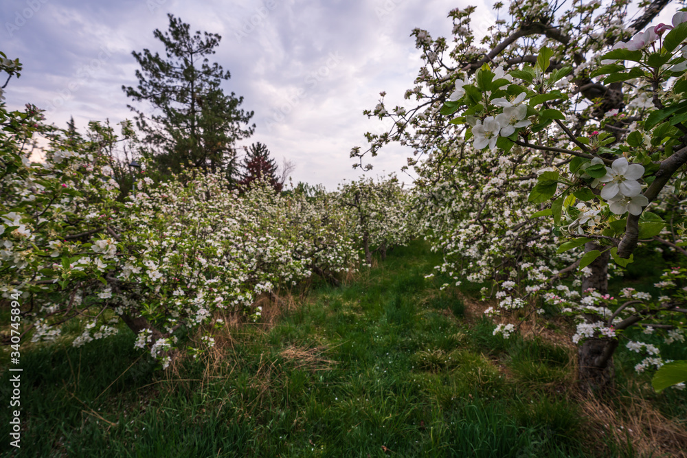 Fototapeta premium Probably the oldest apple orchard in Appiano in Trentino Alto Adige with flowering trees.