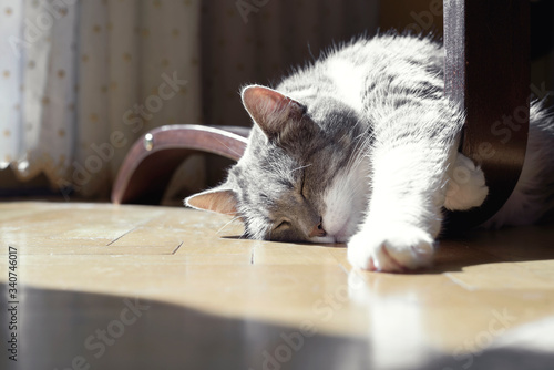 Cute cat with grey - white fur, is lying on the floor in sun light. Sleeping sweet pet.