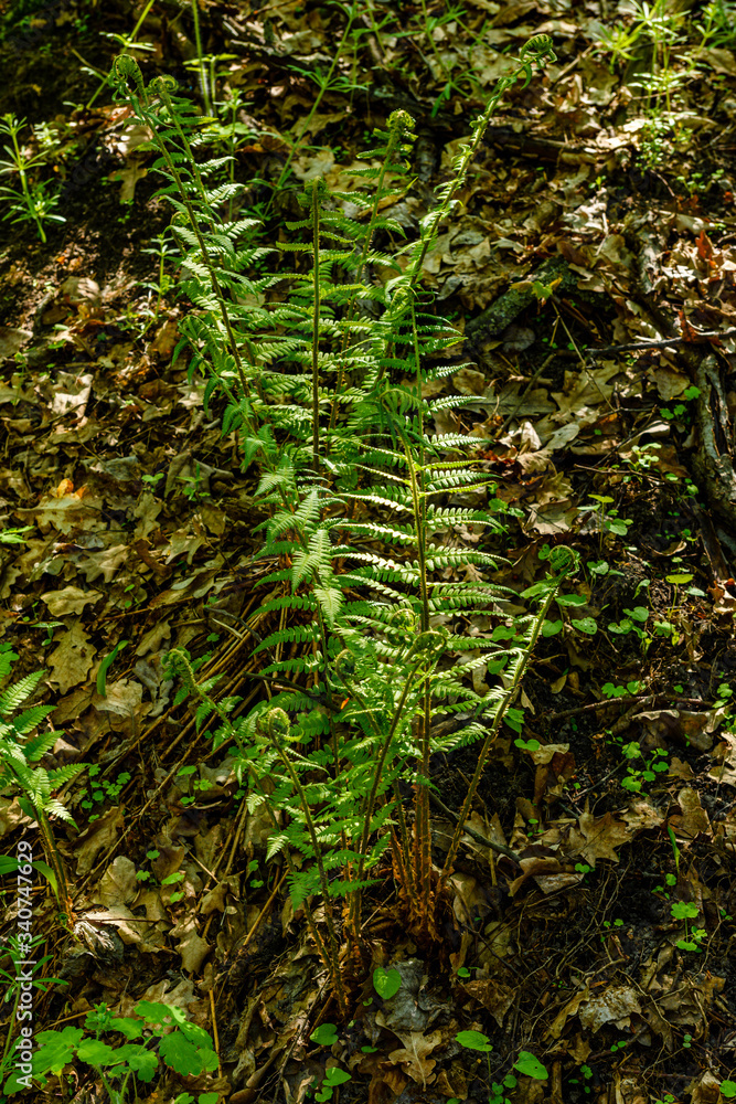 Fototapeta premium Green fern plants in the forest on spring