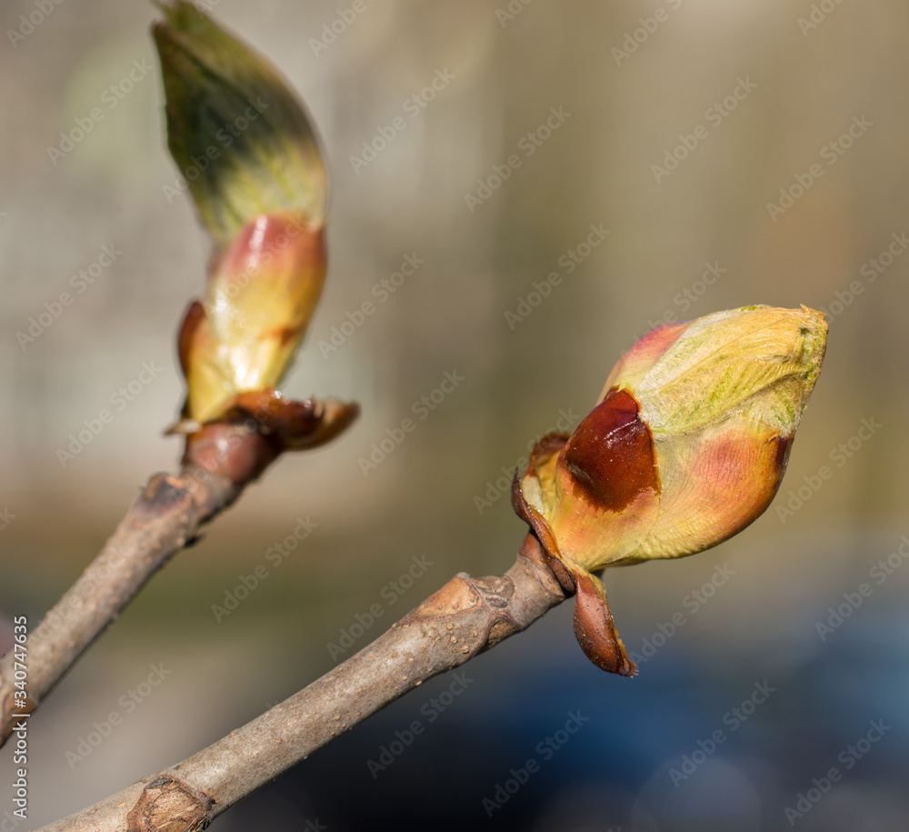 Young shoots of chestnut with buds in spring. Young shoots of chestnut with buds in spring.