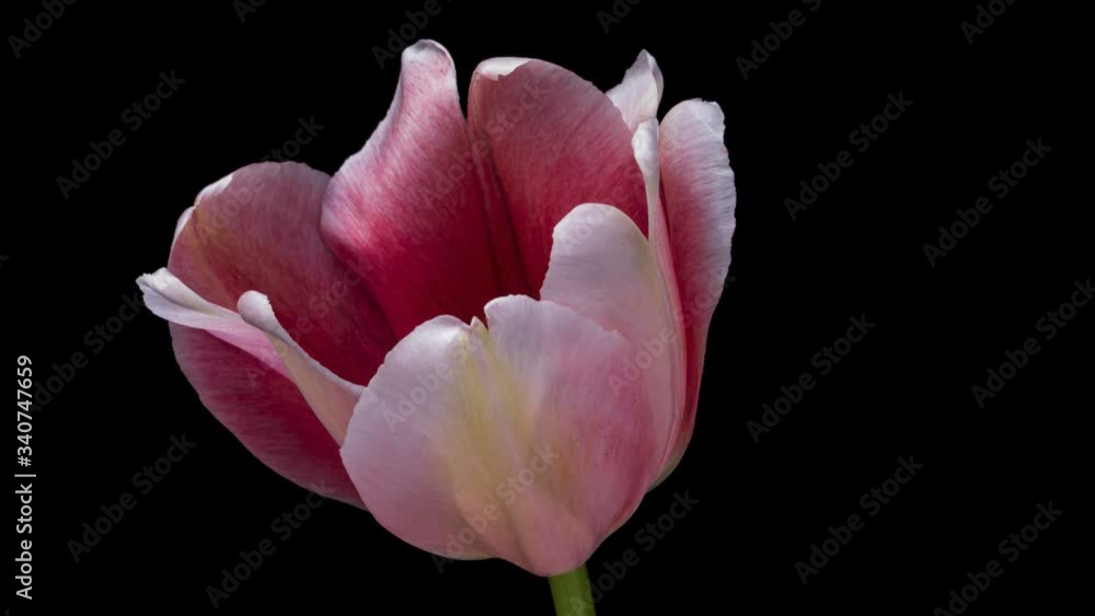 Beutiful pink tulip flower blooming on black background. Timelapse. 4K Beutiful pink tulip flower blooming on black background. Timelapse. 4K