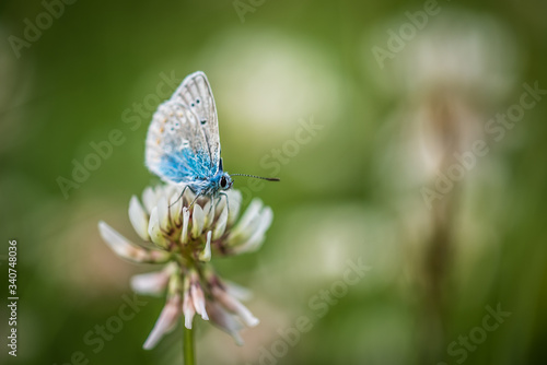 Schmetterling bläuling klee naturwiese © windypics
